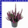 Calluna vulgaris Knospenheide 9 cm Topf