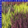 Calluna vulgaris Knospenheide 9 cm Topf