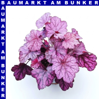 Heuchera Purpurglöckchen 11 cm Topf