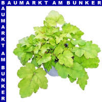 Heuchera Purpurglöckchen 11 cm Topf