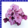Heuchera Purpurglöckchen 11 cm Topf