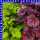 Heuchera Purpurglöckchen 11 cm Topf