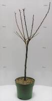 Bio Zwergaprikosenbaum Zwergenstar® 5L
