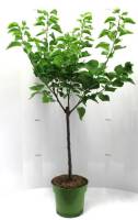 Bio Zwergaprikosenbaum Zwergenstar® 5L