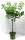Bio Zwergaprikosenbaum Zwergenstar® 5L
