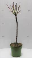 Bio Zwergnektarinebaum Zwergenstar® 5L