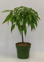 Bio Zwergnektarinebaum Zwergenstar® 5L