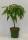 Bio Zwergnektarinebaum Zwergenstar® 5L