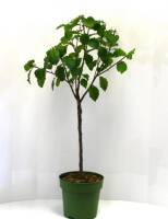Bio Zwergpflaumenbaum Zwergenstar® 5L