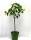 Bio Zwergpflaumenbaum Zwergenstar® 5L