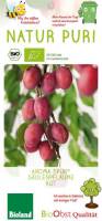 Bio Säulen Pflaumenbaum rot Aroma spur