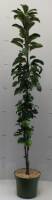 Bio Säulen Apfelbaum Black Mc-Intosh Aroma spur
