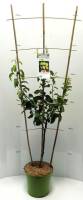 Bio Birnenbaum am Spalier Trio 7,5L