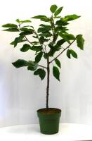 Bio Kirschbaum am Spalier Trio 7,5L