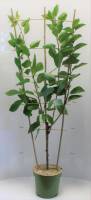 Bio Kirschbaum am Spalier Trio 7,5L
