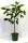 Bio Kirschbaum am Spalier Trio 7,5L