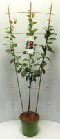 Bio Pflaumenbaum am Spalier Trio 7,5L