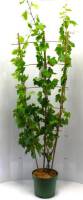 Bio Weinrebe Duo Regent & Phönix am Spalier 7,5 L