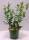Bio Heidelbeere Vaccinium Goldtraube 3 L