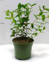 Bio Honigbeere Busch Aurora 3 L