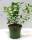 Bio Honigbeere Busch Aurora 3 L