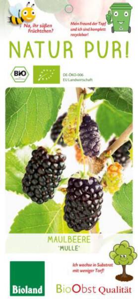 Bio Maulbeere Busch Mulle 3 L