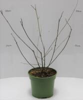 Bio Maulbeere Busch Mulle 3 L