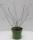 Bio Maulbeere Busch Mulle 3 L
