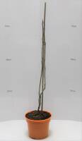 Bio Blaugurke Busch 3 L