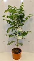 Bio Blaugurke Busch 3 L