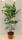 Bio Blaugurke Busch 3 L