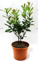 Bio Erdbeerbaum Busch 3 L