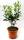 Bio Erdbeerbaum Busch 3 L