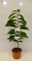 Bio Indianerbanane Busch 3 L