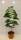 Bio Indianerbanane Busch 3 L