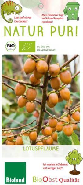Bio Lotuspflaume Busch 3 L