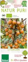 Bio Lotuspflaume Busch 3 L