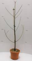 Bio Lotuspflaume Busch 3 L
