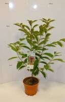 Bio Lotuspflaume Busch 3 L