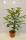 Bio Lotuspflaume Busch 3 L