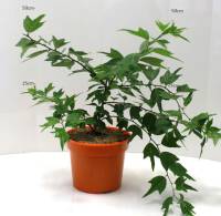 Bio Seidenraupenbaum Busch 3 L