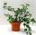 Bio Seidenraupenbaum Busch 3 L