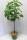 Bio Feige Stamm Brown Turkey 7,5L