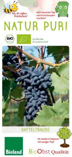Bio Weinrebe Datteltraube 3 L