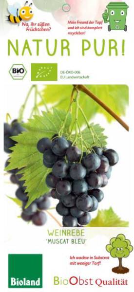 Bio Weinrebe Muscat Bleu 3 L