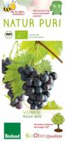 Bio Weinrebe Muscat Bleu 3 L