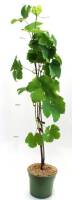 Bio Weinrebe Palatina 3 L