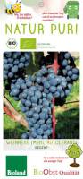 Bio Weinrebe Regent 3 L