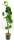 Bio Weinrebe Lakemont 3 L