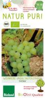 Bio Weinreben Stamm Phönix 7,5 L